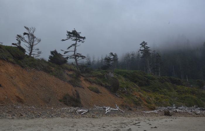driftwood on Cape Meares Beach